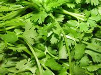 coriander leaf in tagalog|coriander in Tagalog .